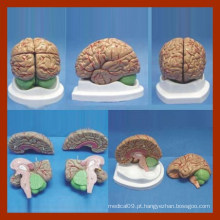 4 partes Modo Anatomia do cérebro / Anatomia Modelo do Cérebro / Modelo do Cérebro para Ensino Médico